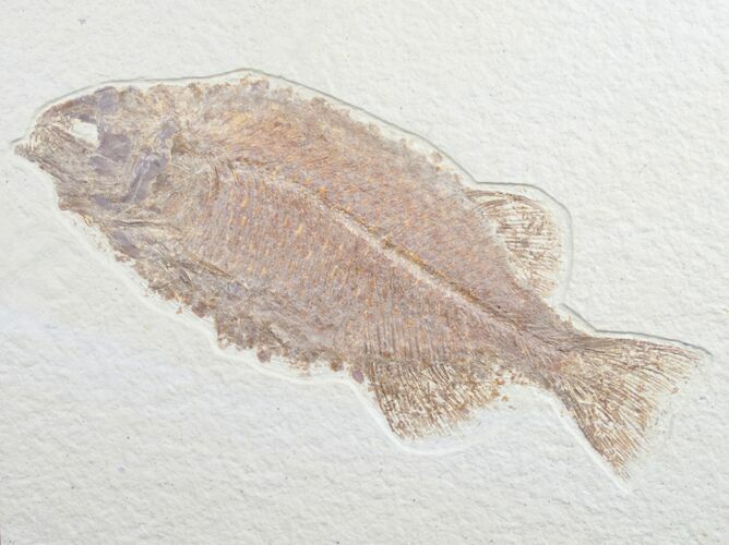 Predatory Phareodus Fossil Fish #8785
